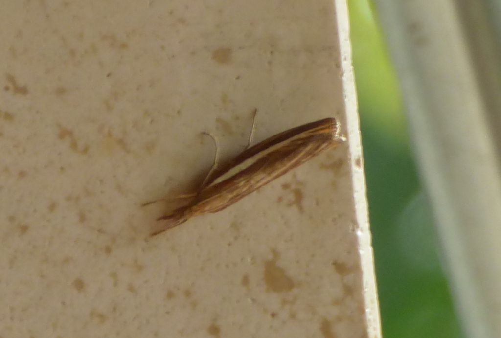 Agriphila tristella?